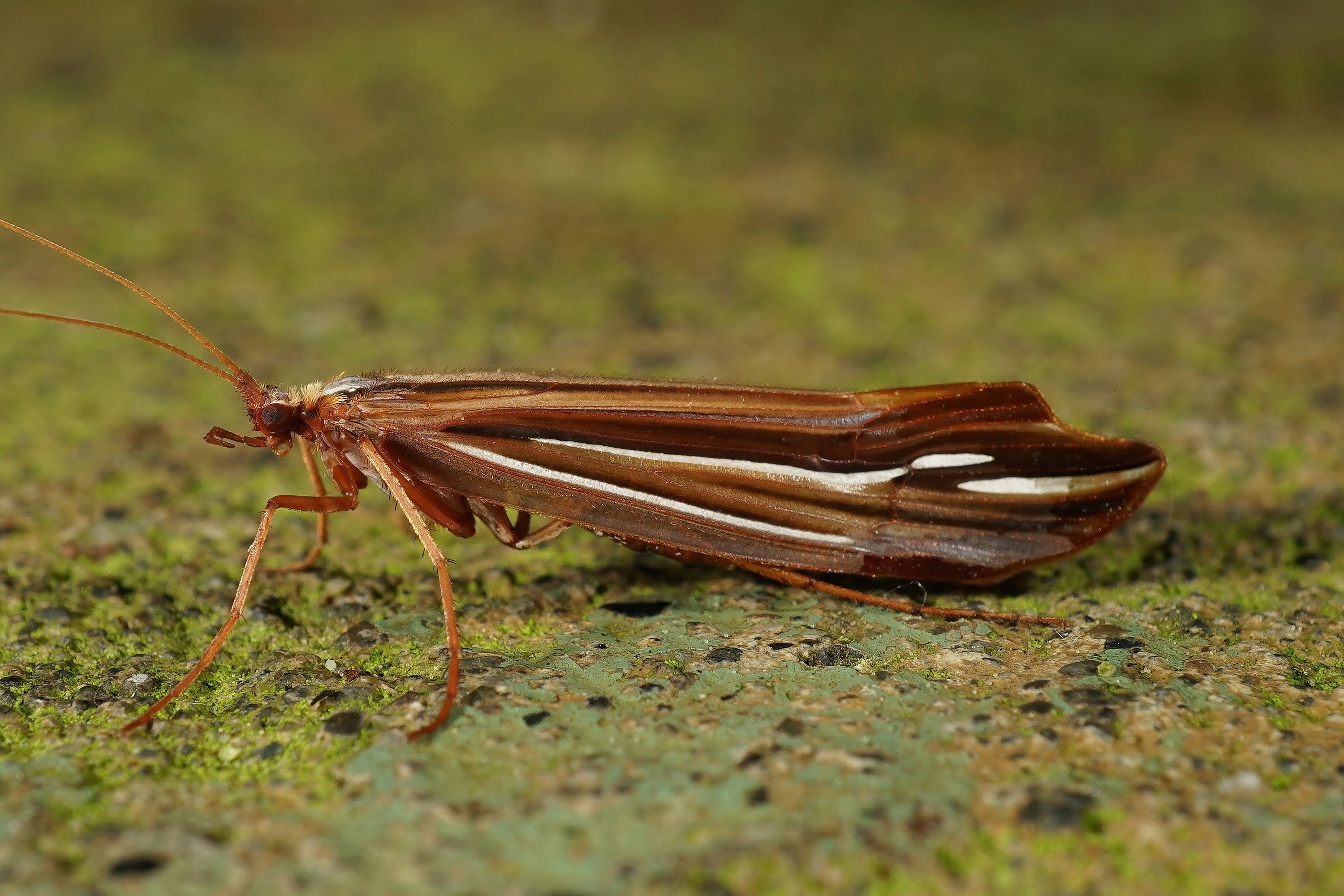 Introducing – The Caddis