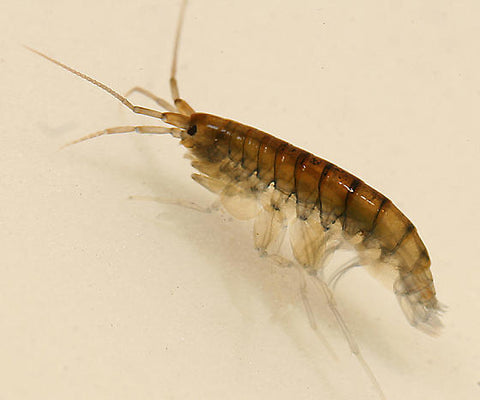 Introducing – The Scuds