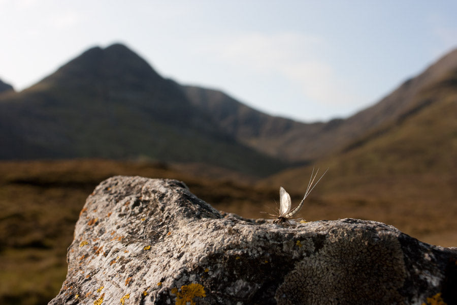 The Essential Fly Fishing Species Guide for Mayfly