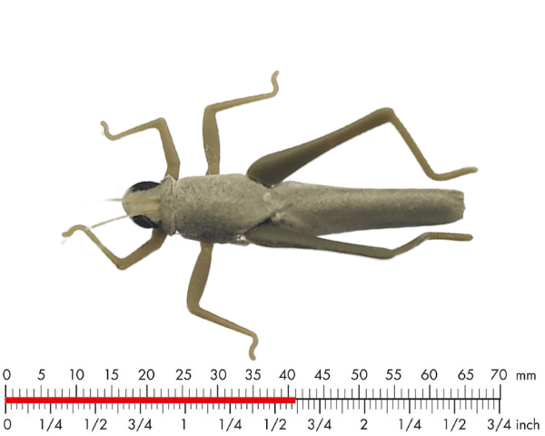 J:son Hopper 1 Olive Green #6