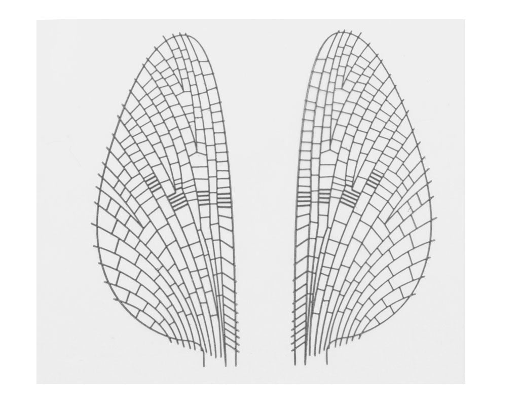 Realistiskt Vingmaterial M1