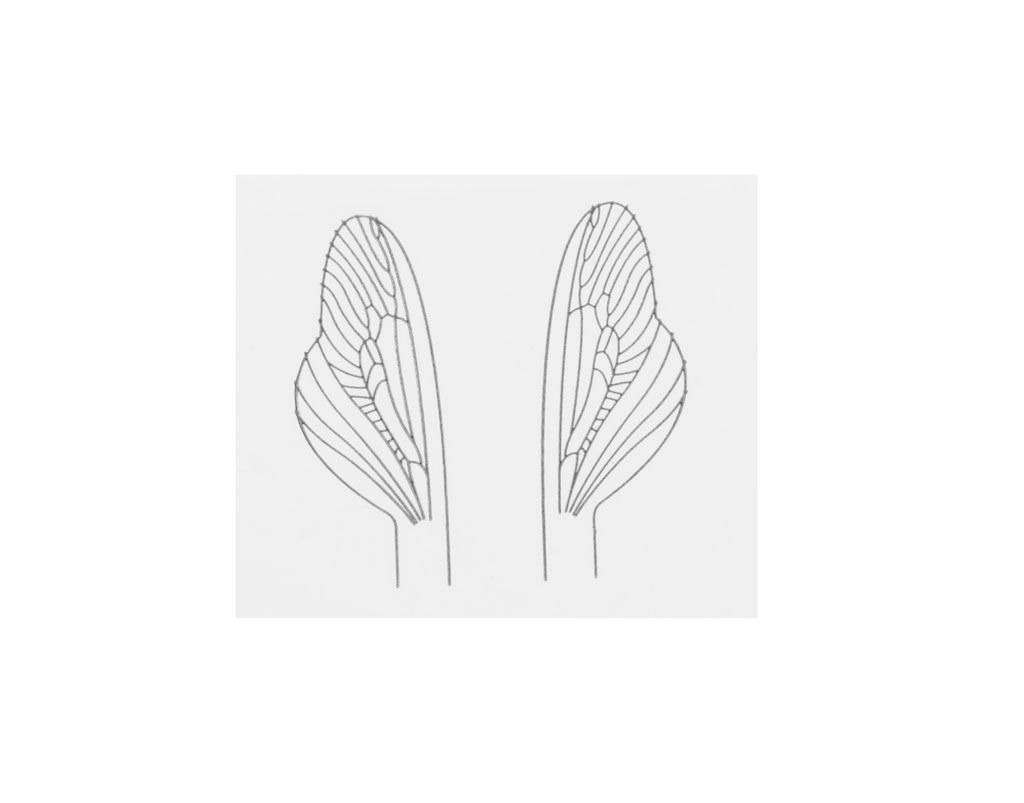 Realistiskt Vingmaterial U3