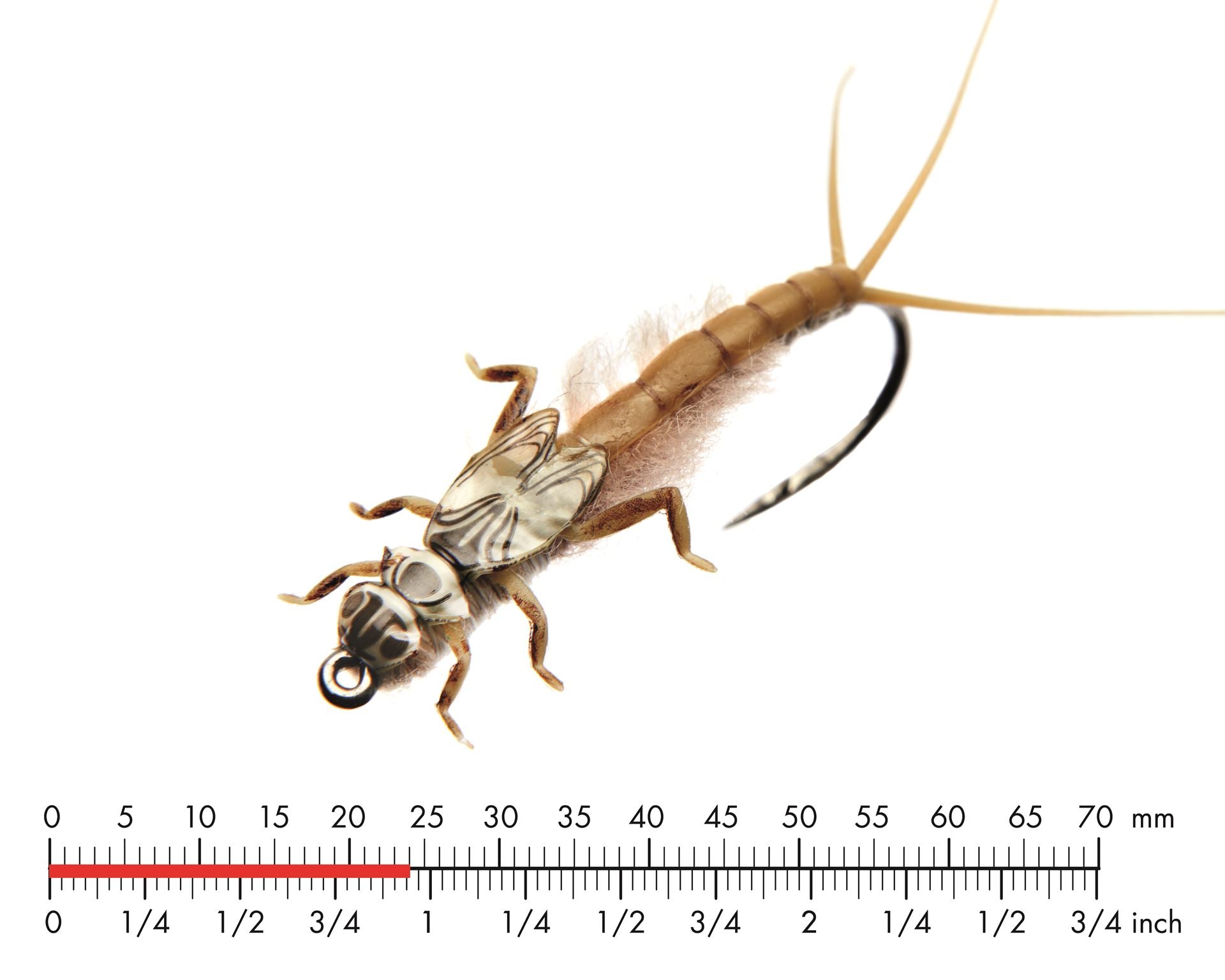 Dagslända Nymf 2 Olive Brown