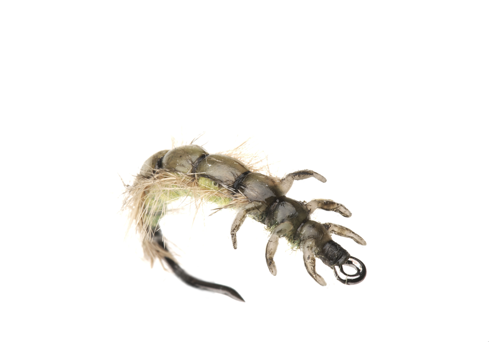 Bind Nattslända Larv (Storlek 2)