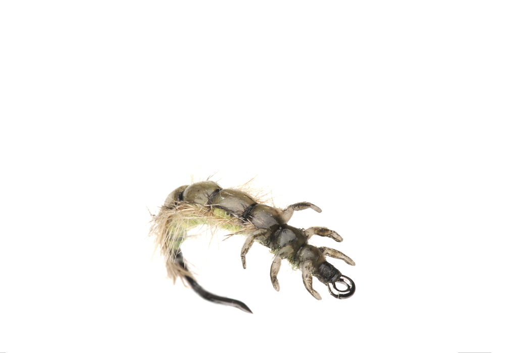 Bind Nattslända Larv (Storlek 3)