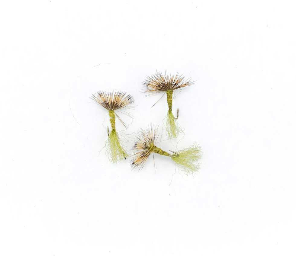 Compara Light Olive #14