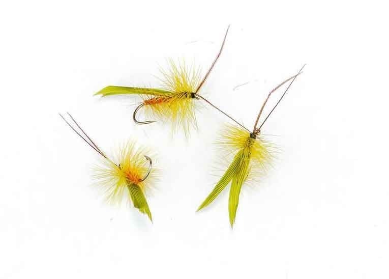 Sedge Olive/Orange