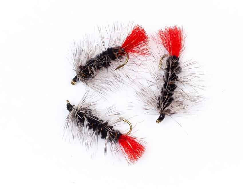 Wolly Worm Grizzly #8