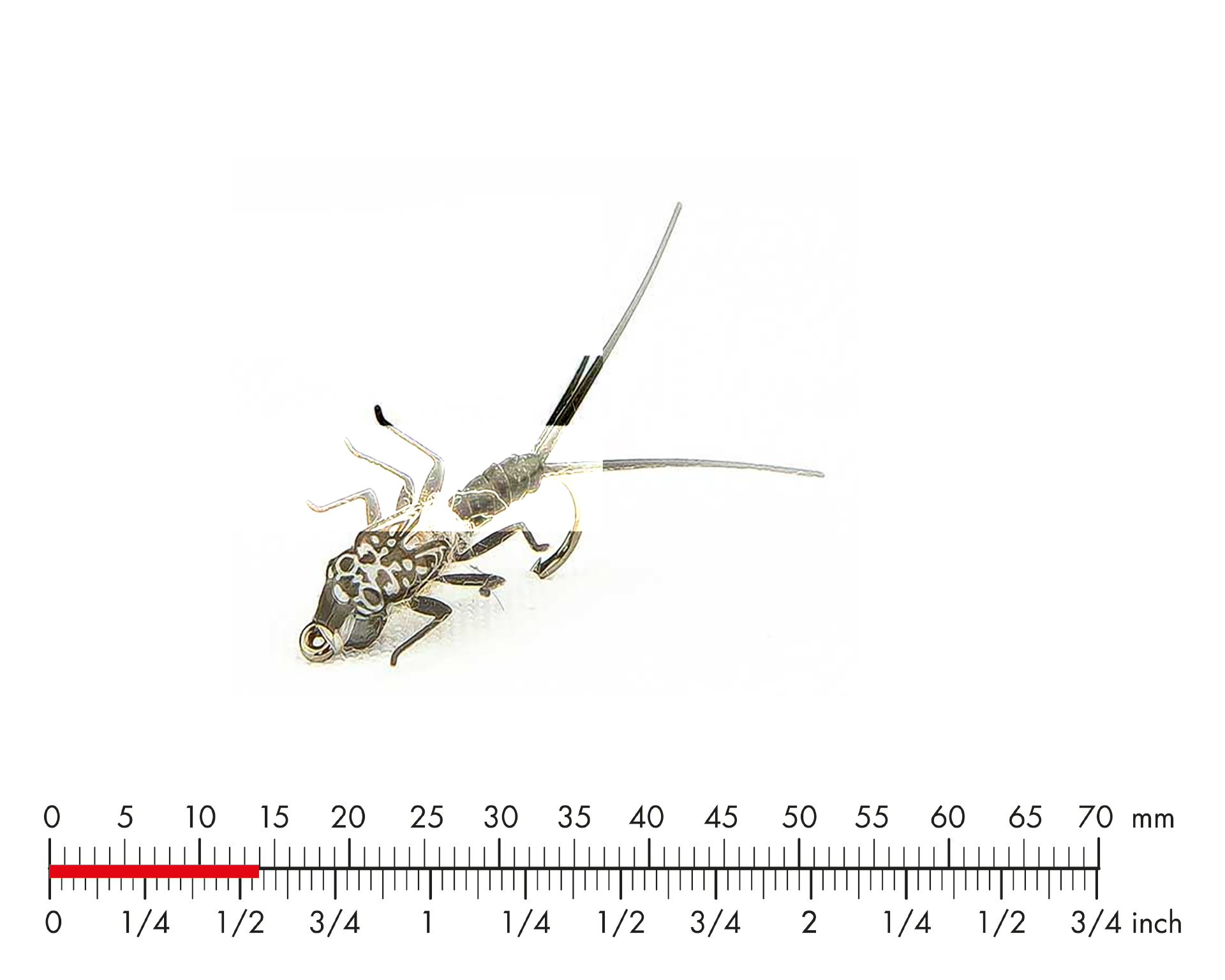 Tungsten Mayfly Nymph 4 Black