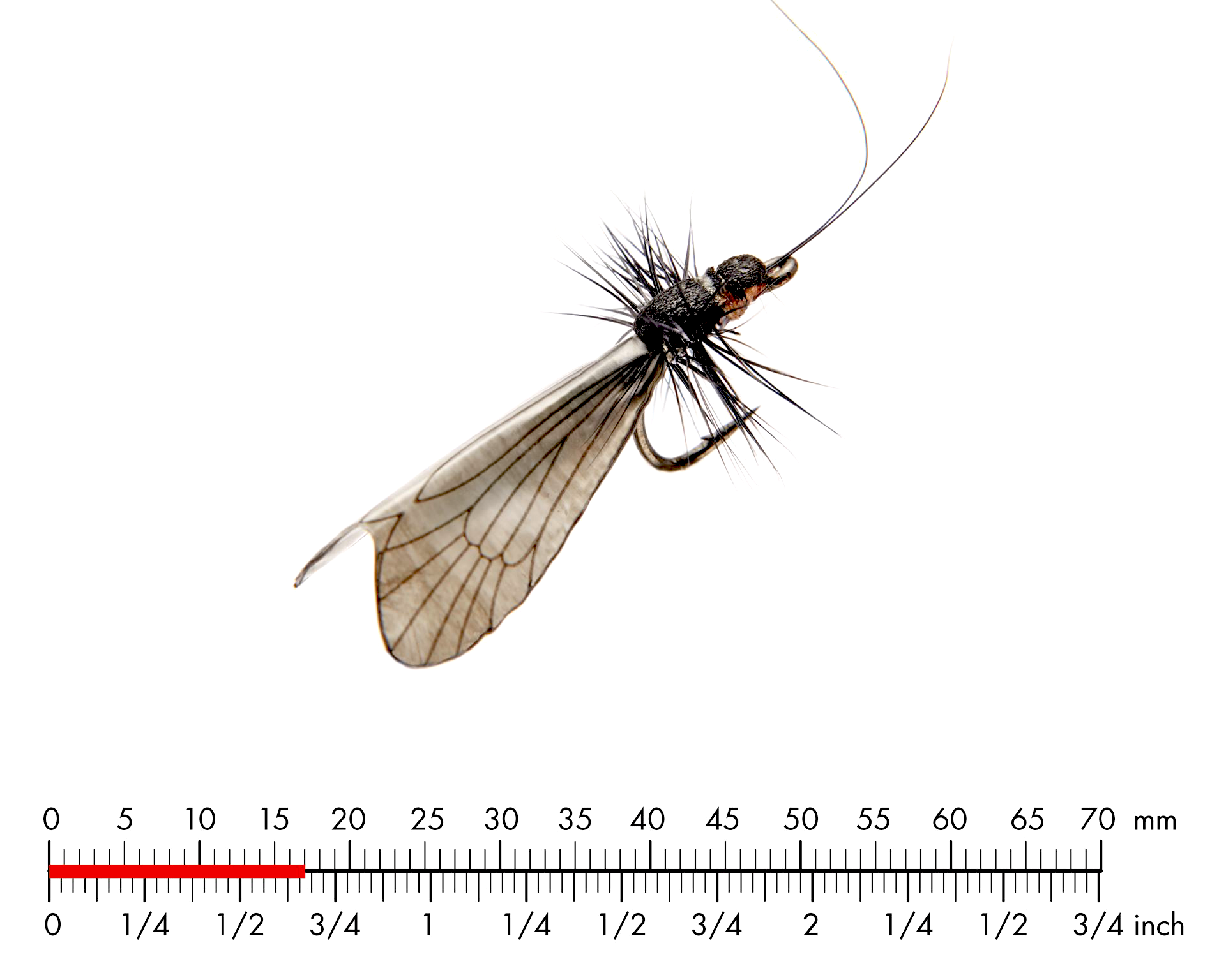 Nattslända vuxen 3 Black