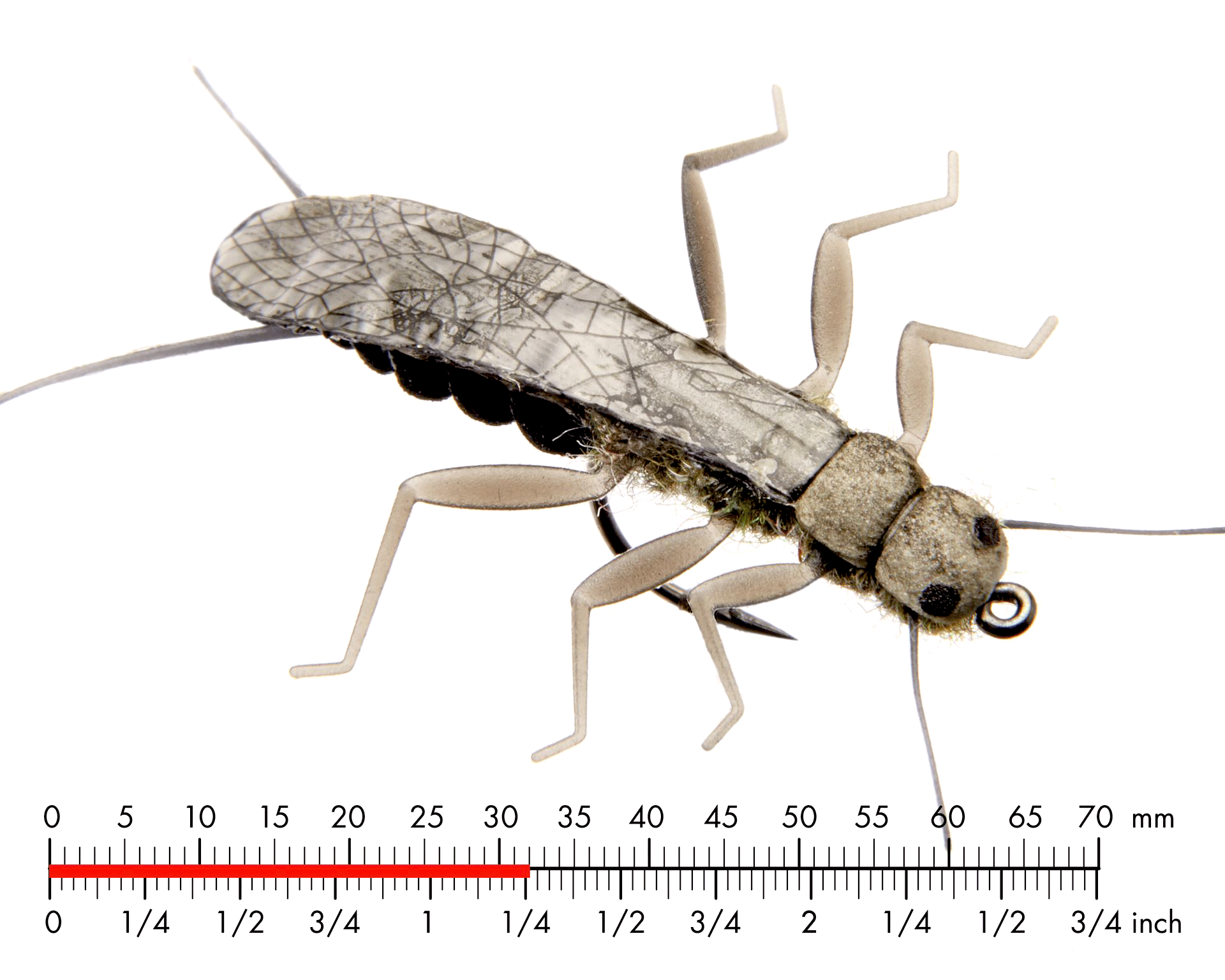 Bäckslända Vuxen 1 Black