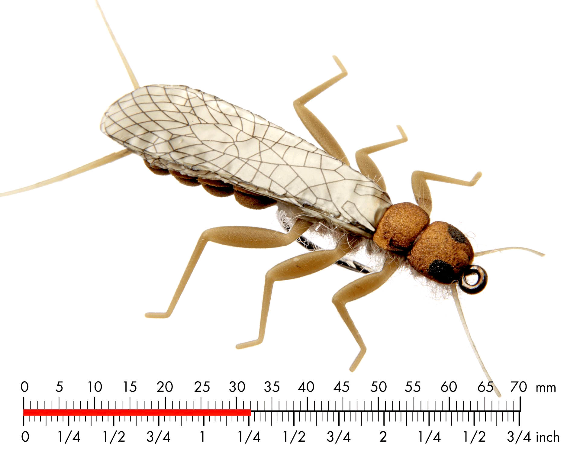 Bäckslända Vuxen 1 Olive Brown