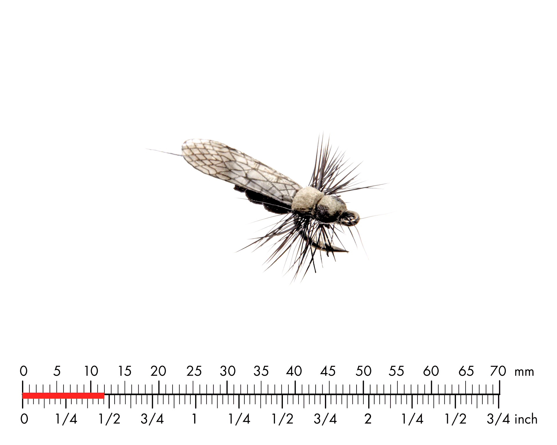 Bäckslända Vuxen 5 Black
