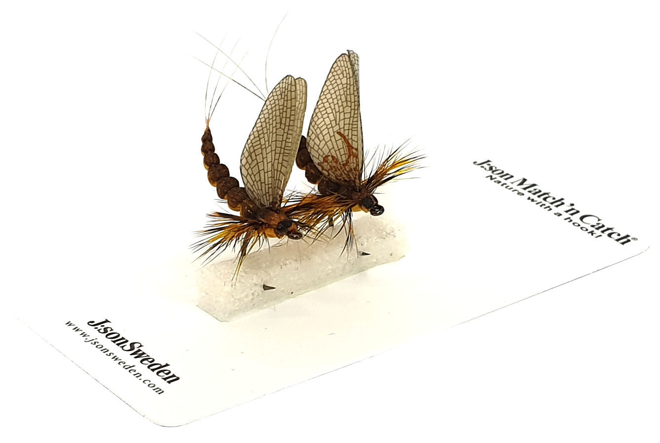 2 Pack Dagslända Dun 2 Mahogany #12