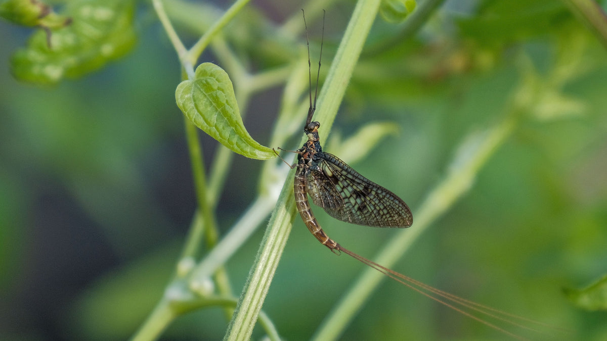 Mayfly Fly Fishing Guide – Matching the Hatch | J:son