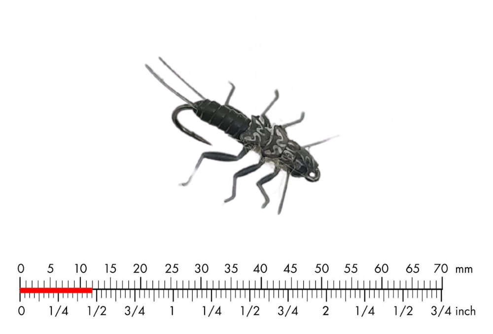 Micro Stonefly J:son Tungsten Stonefly Nymph #16 – 12mm Black (Micro Stonefly)