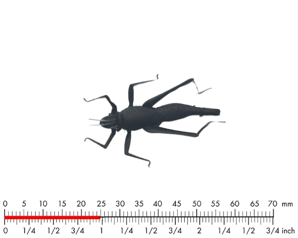 J:son Hopper 3 Black #12