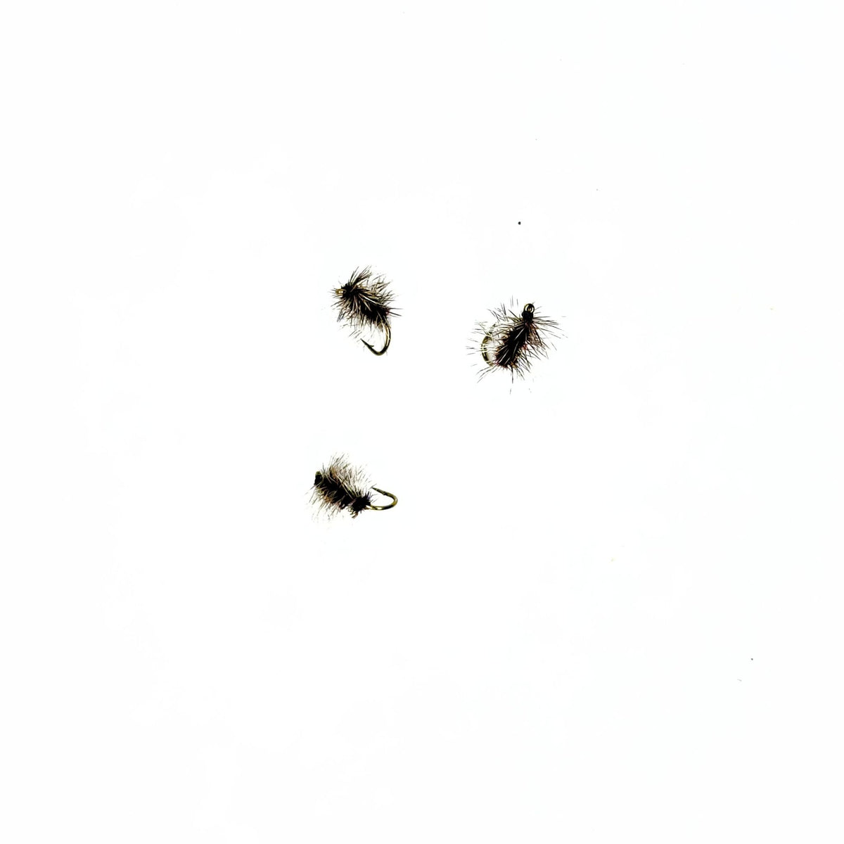 Griffith Gnat
